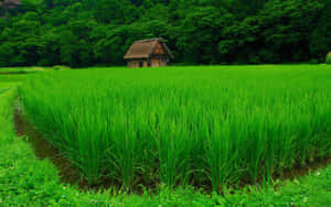 一座質樸的小屋坐落在鬱鬱蔥蔥的綠色稻田中，以森林為背景。 — 綠色電話 壁紙