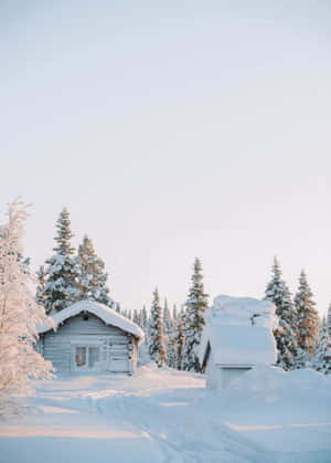 在安靜的冬季森林中，被松樹環繞的積雪小屋。 — 冬季風景 壁紙