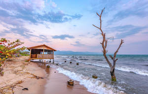 日落時分，枯樹旁的海灘小屋與海浪。