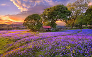 石屋被紫色藍鈴花和樹木環繞，夕陽西下。 — 1280x800 壁紙