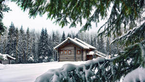 冬季森林中覆蓋白雪的小屋與松樹 — 冬季風景 壁紙