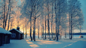 白雪覆蓋的森林中的舒適小屋，金色日出投下長長的影子。 — 冬季風景 壁紙