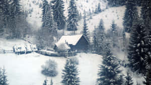 在寧靜的冬日森林中，被松樹環繞的雪中小屋。 — 冬季風景 壁紙