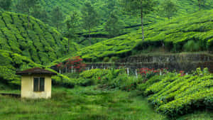 黃色小屋隱藏在茂密的綠色茶園梯田中，伴有紅花和樹木。 — 山坡 壁紙