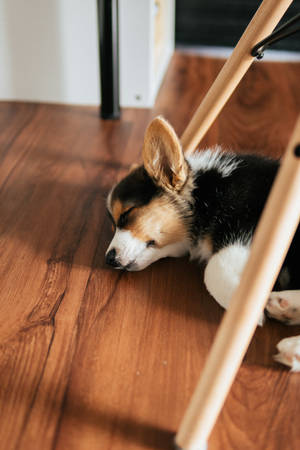 一隻睡覺的柯基幼犬在椅子下的木地板上休息。 — 想睡 壁紙