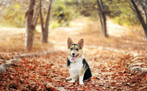 一隻微笑的柯基犬坐在秋日森林的落葉上。 — 柯基 壁紙