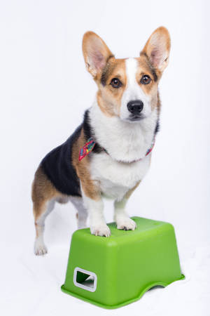 一隻三色柯基犬在攝影棚環境中站在綠色塑膠凳上。 — 狗狗藝術 壁紙