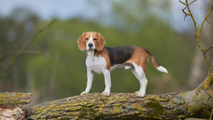 比格犬站在森林中長滿苔蘚的倒下的樹枝上。 — 米格魯 壁紙