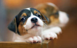 一隻小小的比格犬幼犬，有棕色、白色和黑色的毛，從木頭邊緣上方看著。 — 可愛 壁紙