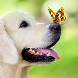 金毛獵犬鼻子上有蝴蝶，在陽光花園中 — 狗狗藝術 壁紙