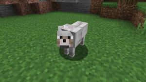 白色像素羊站在Minecraft遊戲世界的綠色草地上 — 酷炫狼 壁紙