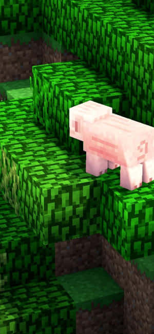 在像素化世界中，綠色草塊上的一隻粉紅色Minecraft豬。 — iPhone 13 Mini 壁紙