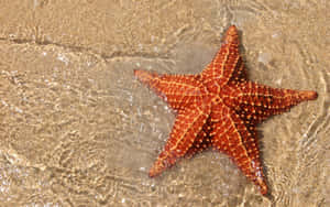 沙灘淺海水中的橙色海星 — 海洋藍 壁紙