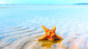 濕沙上的橙色海星，海浪在附近輕輕拍打。 — 金魚 壁紙