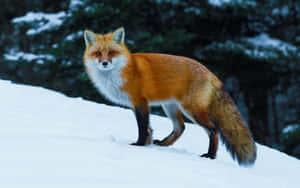 紅狐站在雪中，背景有常綠樹 — 野生動物 壁紙