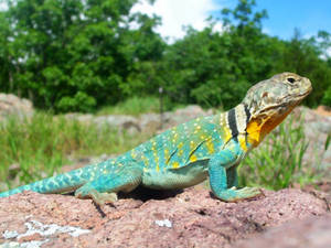 在草地戶外環境中，一隻色彩繽紛的蜥蜴在陽光明媚的岩石上曬太陽。 — 藍天 壁紙