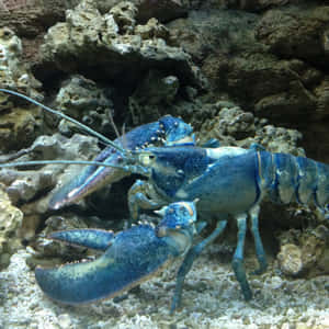 水族館中岩石附近礫石上的藍龍蝦 — 海鮮 壁紙