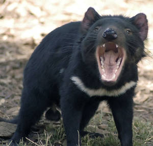 一隻黑色袋獾，白色胸部，在自然環境中露出牙齒。 — Tasmanian Devil 壁紙