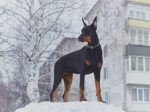 冬天時杜賓犬站在靠近建築物和光禿樹木的雪地上。 — 雪景 GIF 壁紙
