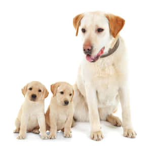 一隻黃色拉布拉多犬媽媽和她的兩隻幼犬一起坐在白色背景上。 — 可愛小狗 壁紙