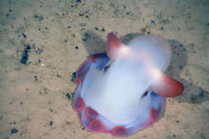 半透明紫色章魚，粉紅色觸手，沙質海床 — 3:2 壁紙