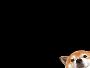 一隻卡通柴犬從右下角探出頭來。 — 狗狗藝術 壁紙