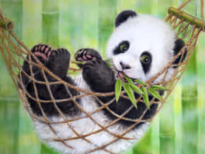 吊床上吃竹子的熊貓寶寶 — 熊 GIF 壁紙
