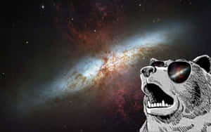 一隻風格化的咆哮熊戴著太陽眼鏡，反射出太空中的彩色星系。 — 可愛熊 壁紙