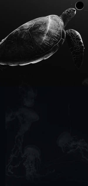 海龜在黑暗的海水中與水母一起游泳 — iPhone 18 Pro Max 壁紙