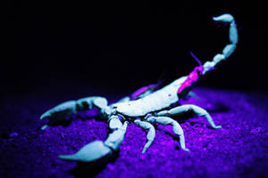 一隻在紫光燈下於紫色沙地上發光的蠍子。 — 霓虹紫 壁紙