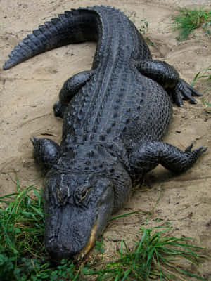 一隻大型短吻鱷躺在沙地上，附近有綠色草地。 — 鱷魚 壁紙