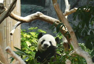 一隻大熊貓在動物園棲息地中依偎在竹子和樹枝之間。 — 可愛熊貓 壁紙