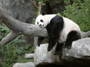 一隻大熊貓在自然棲息地的樹枝上悠閒地休息。 — 大猩猩 壁紙