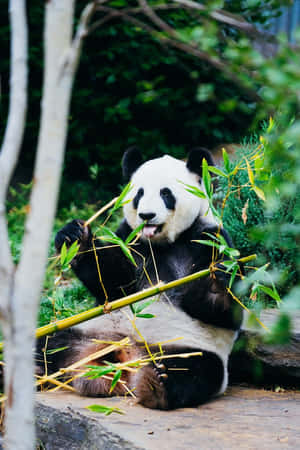一隻大熊貓在森林裡吃竹子 — 可愛熊貓 壁紙
