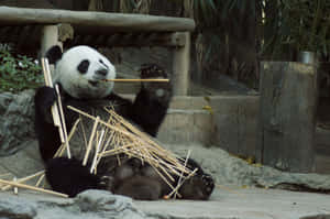 一隻大熊貓在動物園圍欄內吃竹子，周圍有岩石和木頭。 — 野生動物 壁紙