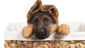 一隻德國牧羊犬幼犬從編織籃上方探出頭來，睜著大大的好奇眼睛。 — 德國狼犬 壁紙