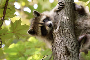 一隻浣熊從森林中的樹幹後探出頭來。 — 動物 壁紙