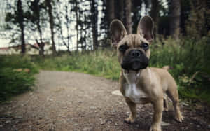 一隻有大耳朵的淺黃色法國鬥牛犬站在森林小徑上。 — 棕色 壁紙