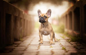 一隻淺黃色法國鬥牛犬幼犬站在混凝土屏障之間的鵝卵石小徑上。 — 可愛小狗 壁紙