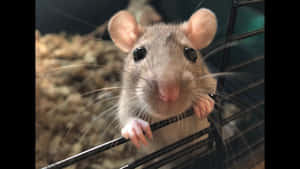 一隻灰色寵物鼠，有大眼睛，透過黑色鐵絲籠窺視。 — 猛禽 壁紙