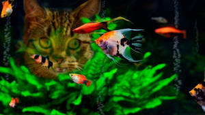 一隻虎斑貓看著魚在綠色燈光的水族箱中游泳。 — 魚 GIF 壁紙