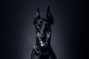 黑色杜賓犬戴著鏈條項圈，在黑暗的工作室中直視觀眾。 — 黑色 壁紙