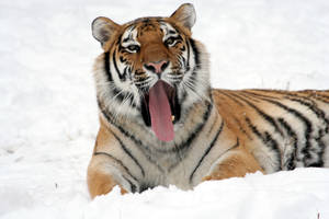 一隻老虎在雪中打哈欠，伸出舌頭。 — 野生動物 壁紙