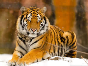 一隻老虎躺在雪中，雪花飄落 — 野生動物 壁紙