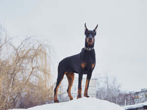 杜賓犬冬天站在雪地上，背景有光禿的樹木和建築物。 — 雪人 壁紙