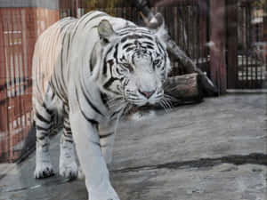 一隻白虎在混凝土地面和木柵欄的圍欄內行走。 — 野生動物 壁紙