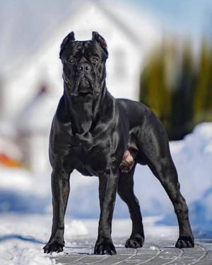 黑色卡斯羅犬站在雪地中的鋪砌小徑上。 — 卡斯羅犬 壁紙