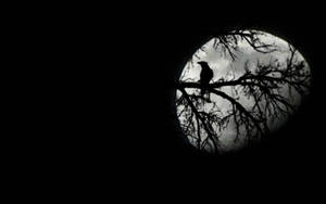 一隻鳥棲息在樹枝上，在夜晚的滿月襯托下形成剪影。 — 月光 壁紙