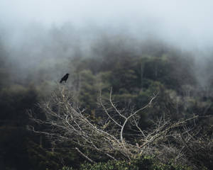 黑鳥棲息在霧林中的光禿樹枝上。 — 烏鴉 壁紙