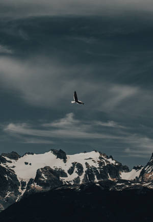 一隻鳥在多雲的天空下飛越積雪的山脈。 — OnePlus Pad 2 Pro 壁紙